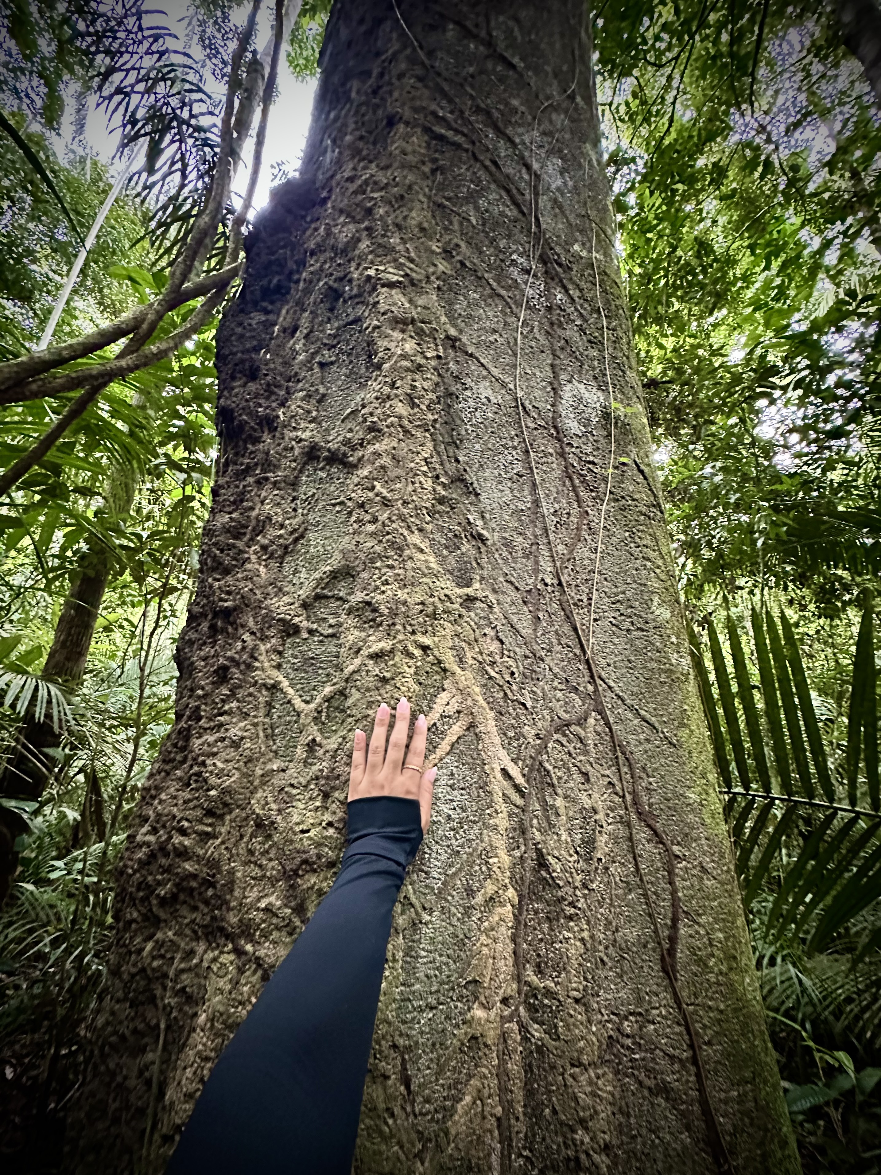 Foto 2 da viagem para Amazônia 2027