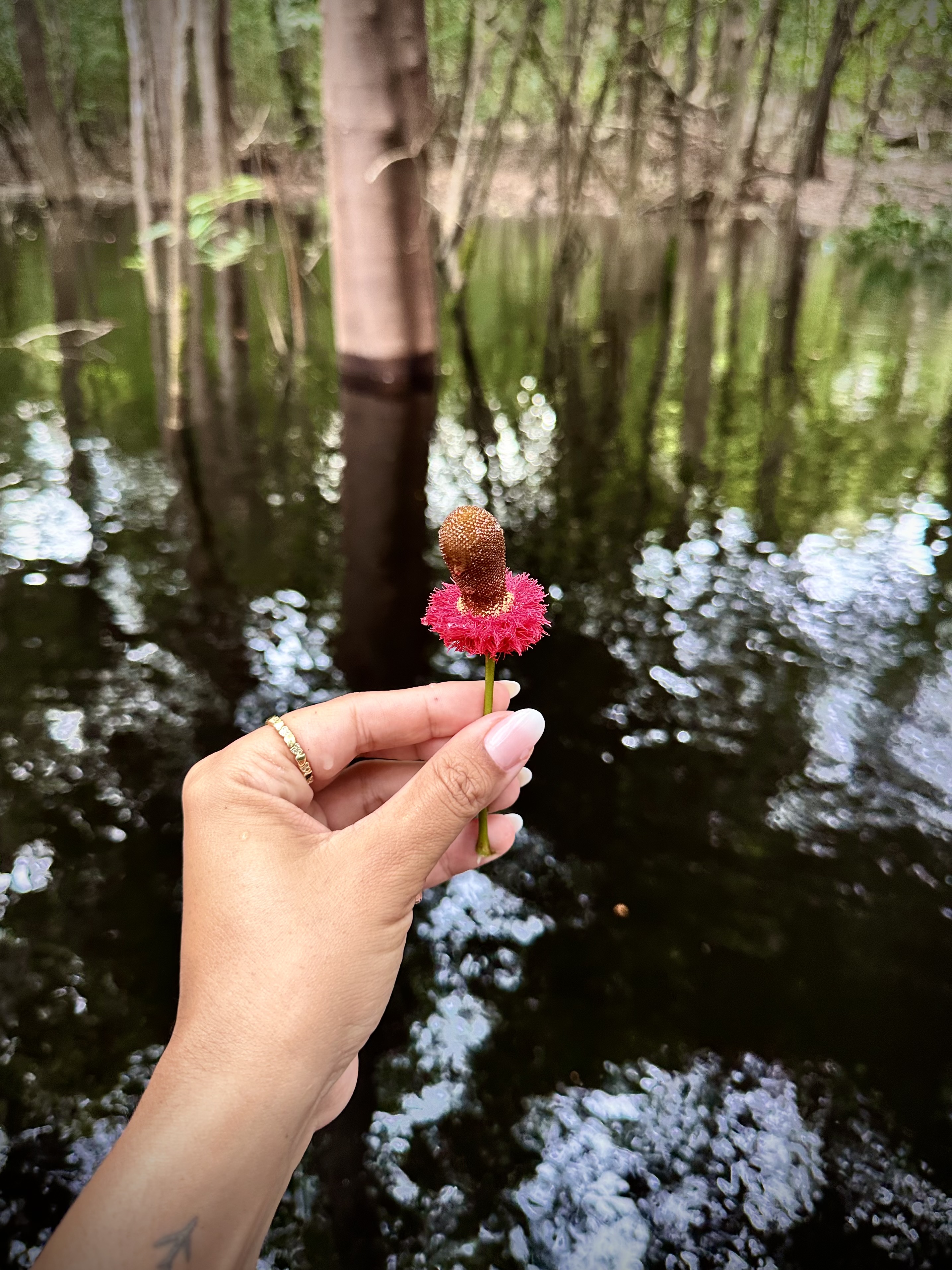 Foto 12 da viagem para Amazônia 2027